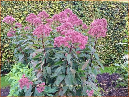 Eupatorium maculatum &#039;Gateway&#039; | Koninginnekruid, Leverkruid