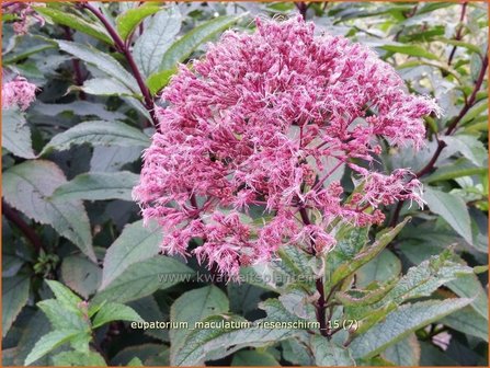 Eupatorium maculatum &#039;Riesenschirm&#039; | Gevlekt leverkruid, Koninginnekruid, Leverkruid | Gefleckter Wasserdost | Spott
