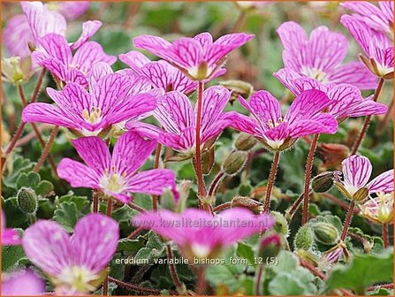 Erodium variabile &#039;Bishop&#039;s Form&#039; | Reigersbek