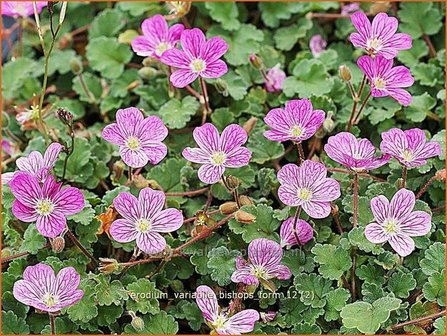 Erodium variabile &#039;Bishop&#039;s Form&#039; | Reigersbek