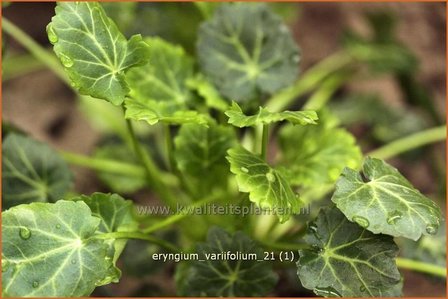 Eryngium variifolium | Kruisdistel