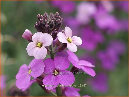 Erysimum &#039;Bowles Mauve&#039; | Vaste muurbloem