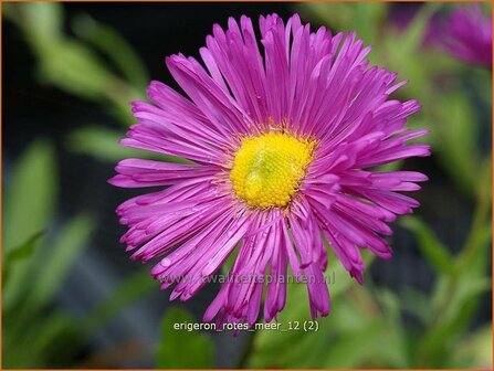 Erigeron &#039;Rotes Meer&#039; | Fijnstraal