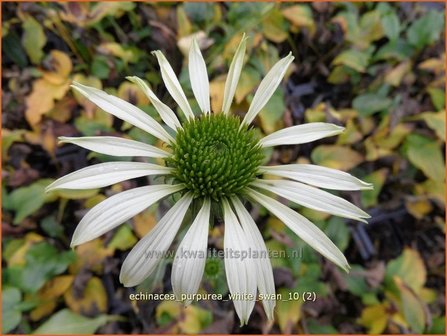 Echinacea purpurea &#039;White Swan&#039; | Zonnehoed