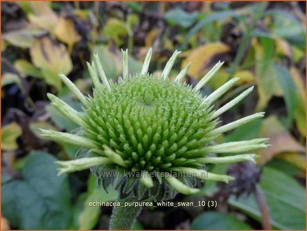 Echinacea purpurea &#039;White Swan&#039; | Zonnehoed