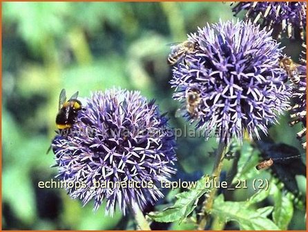 Echinops bannaticus &#039;Taplow Blue&#039; | Kogeldistel | Banater Kugeldistel