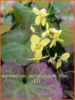 Epimedium perralchicum &#039;Frohnleiten&#039; | Elfenbloem