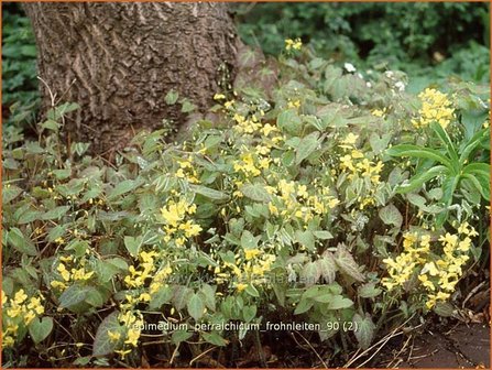 Epimedium perralchicum &#039;Frohnleiten&#039; | Elfenbloem