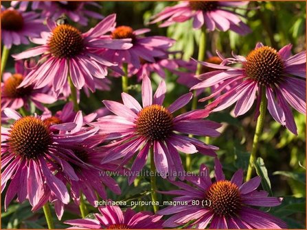 Echinacea purpurea &#039;Magnus&#039; | Zonnehoed