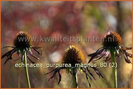 Echinacea purpurea &#039;Magnus&#039; | Zonnehoed