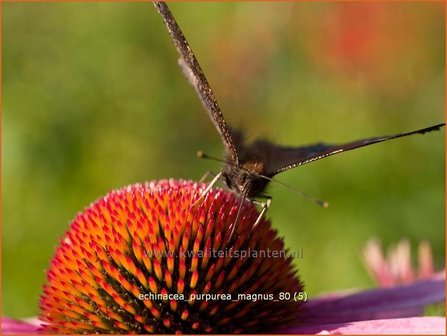 Echinacea purpurea &#039;Magnus&#039; | Zonnehoed