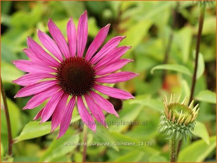 Echinacea purpurea &#039;Rubinstern&#039; | Zonnehoed