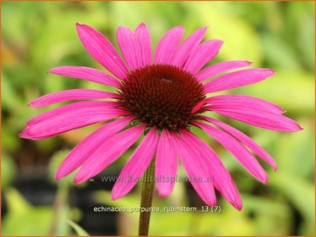 Echinacea purpurea &#039;Rubinstern&#039; | Zonnehoed