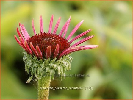 Echinacea purpurea &#039;Rubinstern&#039; | Zonnehoed