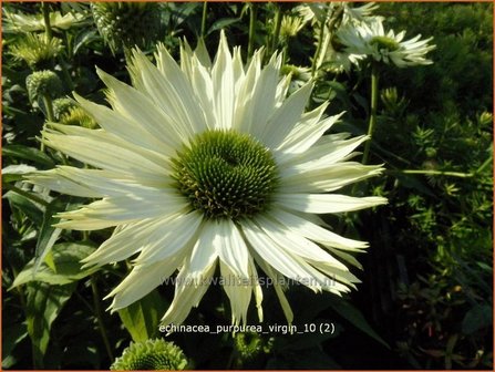 Echinacea purpurea &#039;Virgin&#039; | Zonnehoed