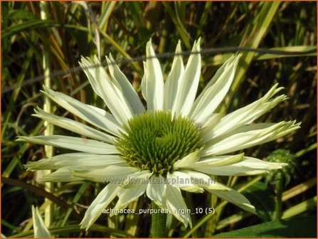 Echinacea purpurea &#039;Virgin&#039; | Zonnehoed