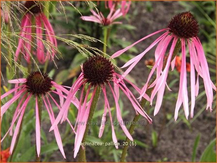 Echinacea pallida | Zonnehoed