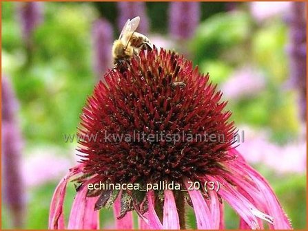 Echinacea pallida | Zonnehoed