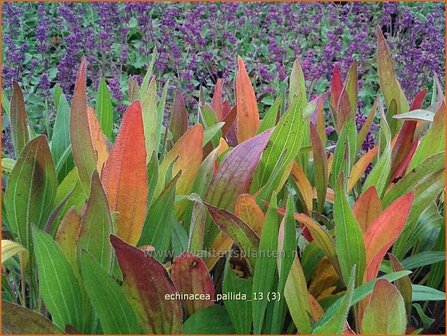 Echinacea pallida | Zonnehoed