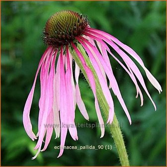 Echinacea pallida | Zonnehoed