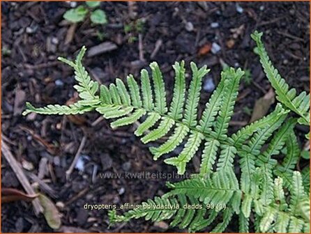 Dryopteris affinis &#039;Polydactyla Dadds&#039; | Geschubde mannetjesvaren