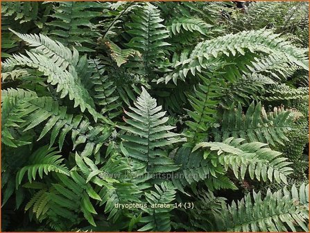 Dryopteris atrata | Niervaren | Elefantenr&uuml;sselfarn