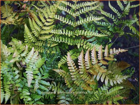 Dryopteris erythrosora &#039;Prolifica&#039; | Rode sluiervaren, Herfstvaren