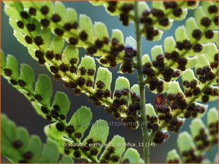 Dryopteris erythrosora &#039;Prolifica&#039; | Rode sluiervaren, Herfstvaren