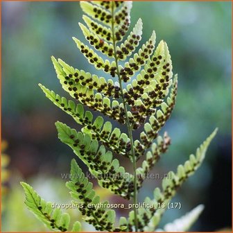 Dryopteris erythrosora &#039;Prolifica&#039; | Rode sluiervaren, Herfstvaren