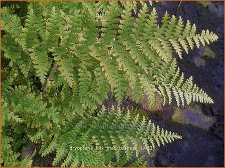 Dryopteris filix-mas &#039;Barnesii&#039; | Niervaren, Mannetjesvaren