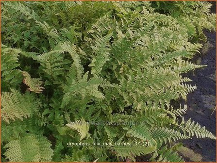 Dryopteris filix-mas &#039;Barnesii&#039; | Niervaren, Mannetjesvaren