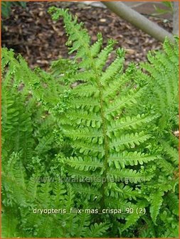 Dryopteris filix-mas &#039;Crispa&#039; | Niervaren, Mannetjesvaren