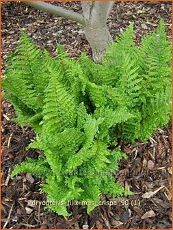 Dryopteris filix-mas &#039;Crispa&#039; | Niervaren, Mannetjesvaren