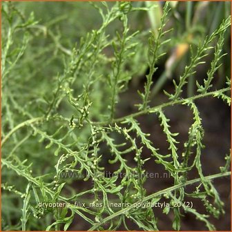 Dryopteris filix-mas &#039;Linearis Polydactyla&#039; | Niervaren, Mannetjesvaren