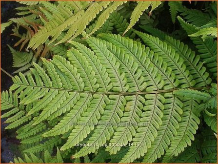 Dryopteris lepidopoda | Niervaren