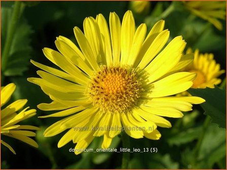 Doronicum orientale &#039;Little Leo&#039; | Voorjaarszonnebloem