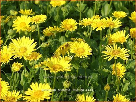 Doronicum orientale &#039;Little Leo&#039; | Voorjaarszonnebloem