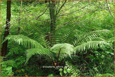 Dryopteris affinis | Geschubde mannetjesvaren