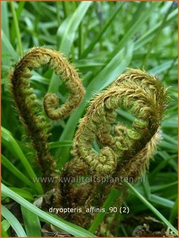 Dryopteris affinis | Geschubde mannetjesvaren