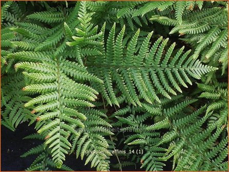 Dryopteris affinis | Geschubde mannetjesvaren