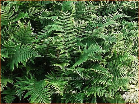 Dryopteris affinis | Geschubde mannetjesvaren