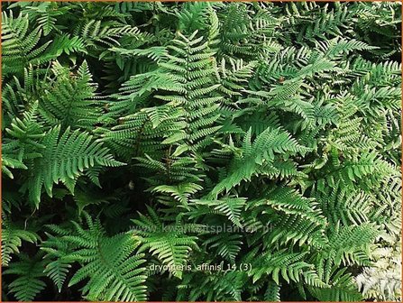 Dryopteris affinis | Geschubde mannetjesvaren