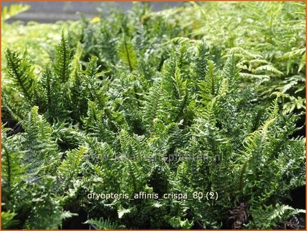 Dryopteris affinis &#039;Crispa&#039; | Geschubde mannetjesvaren