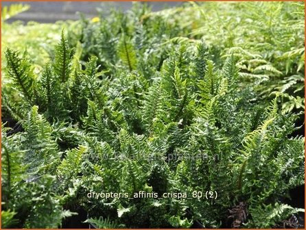 Dryopteris affinis &#039;Crispa&#039; | Geschubde mannetjesvaren