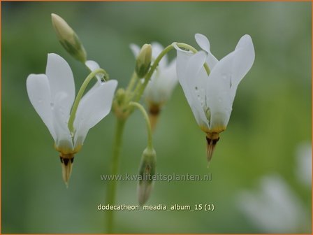 Dodecatheon meadia &#039;Album&#039; | Twaalfgodenkruid