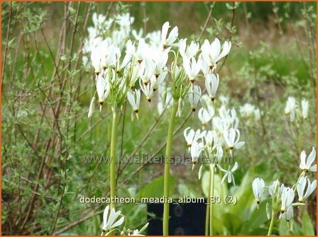 Dodecatheon meadia &#039;Album&#039; | Twaalfgodenkruid