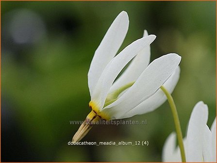 Dodecatheon meadia &#039;Album&#039; | Twaalfgodenkruid