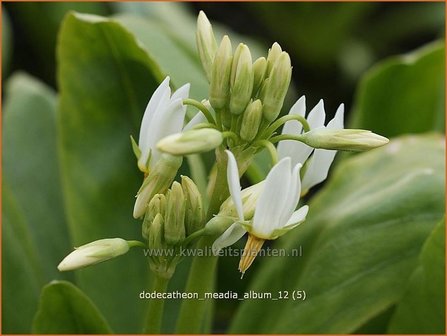 Dodecatheon meadia &#039;Album&#039; | Twaalfgodenkruid
