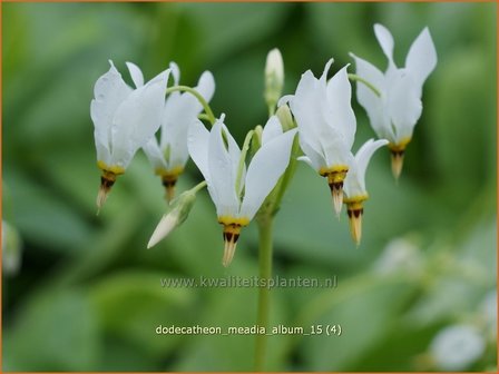 Dodecatheon meadia &#039;Album&#039; | Twaalfgodenkruid