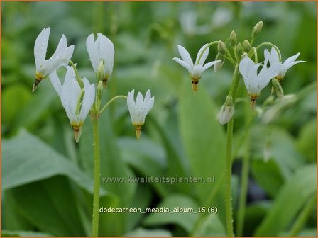 Dodecatheon meadia &#039;Album&#039; | Twaalfgodenkruid